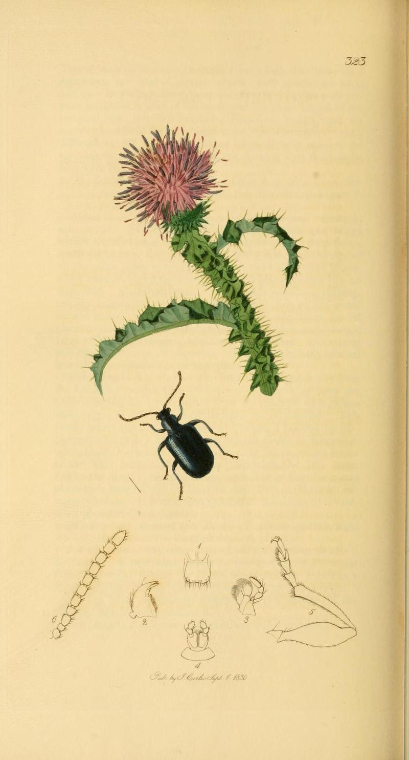 Britishentomologyvolume2Plate323