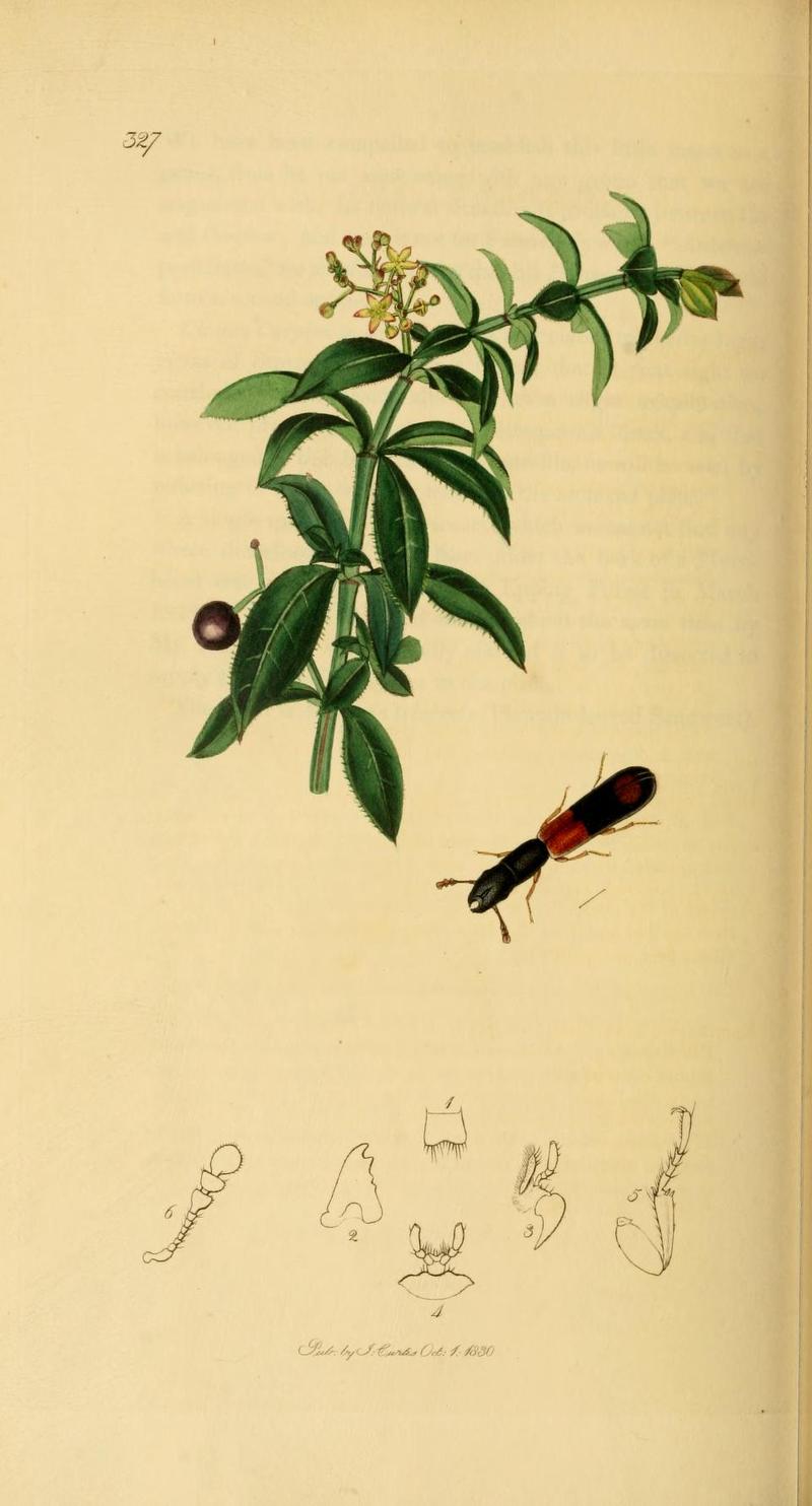 Britishentomologyvolume2Plate327