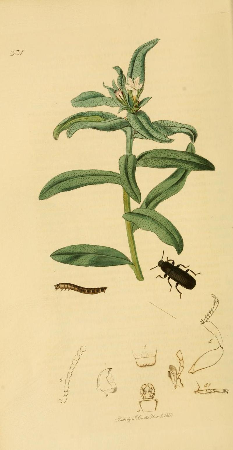 Britishentomologyvolume2Plate331