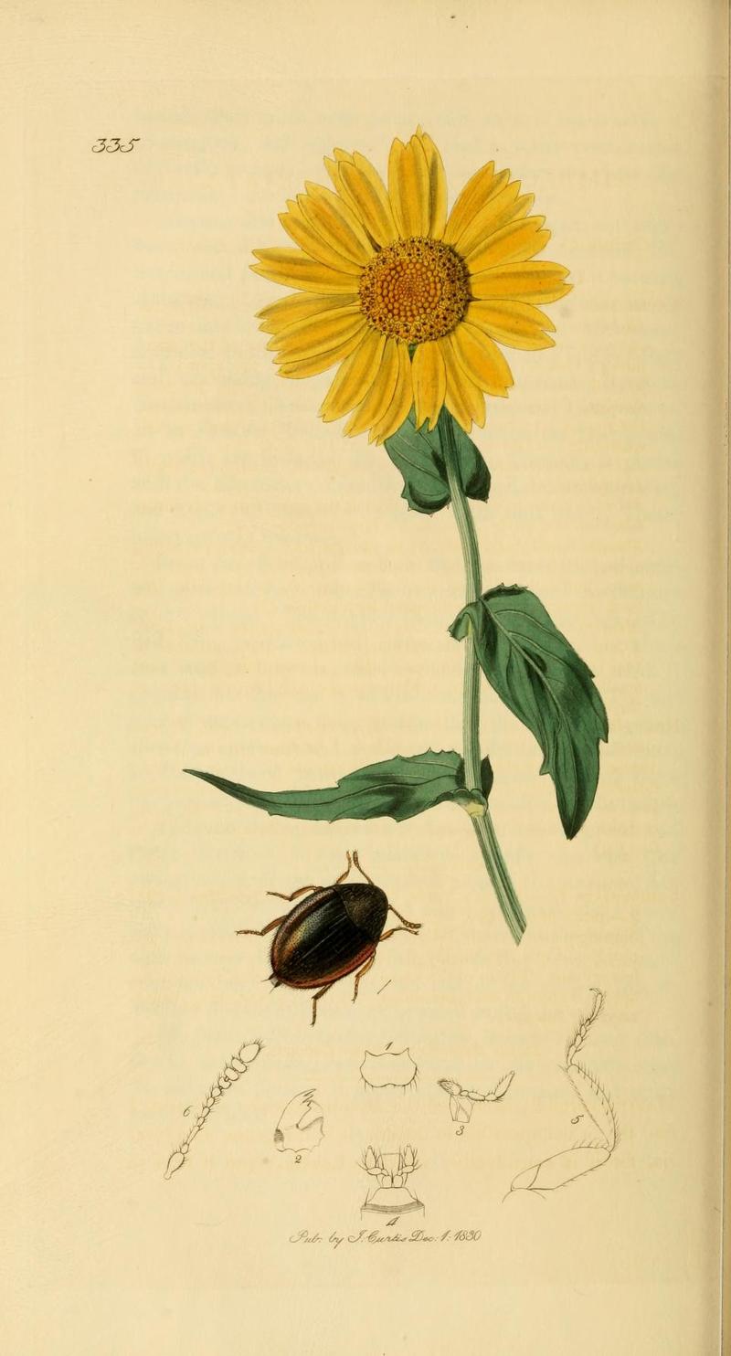 Britishentomologyvolume2Plate335