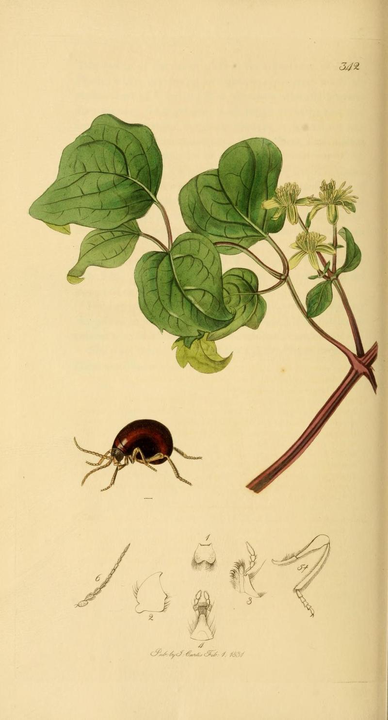 Britishentomologyvolume2Plate342