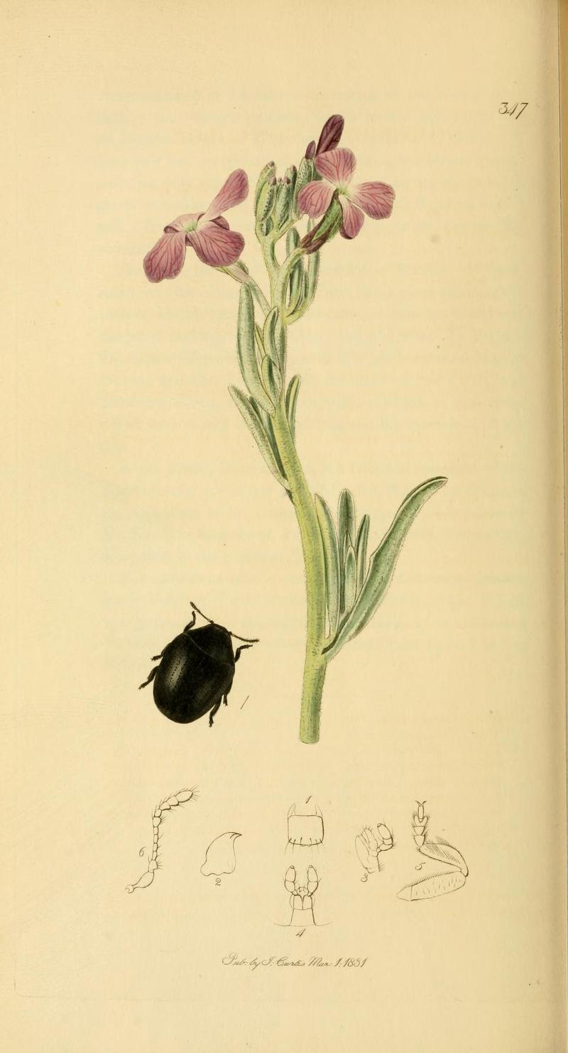 Britishentomologyvolume2Plate347