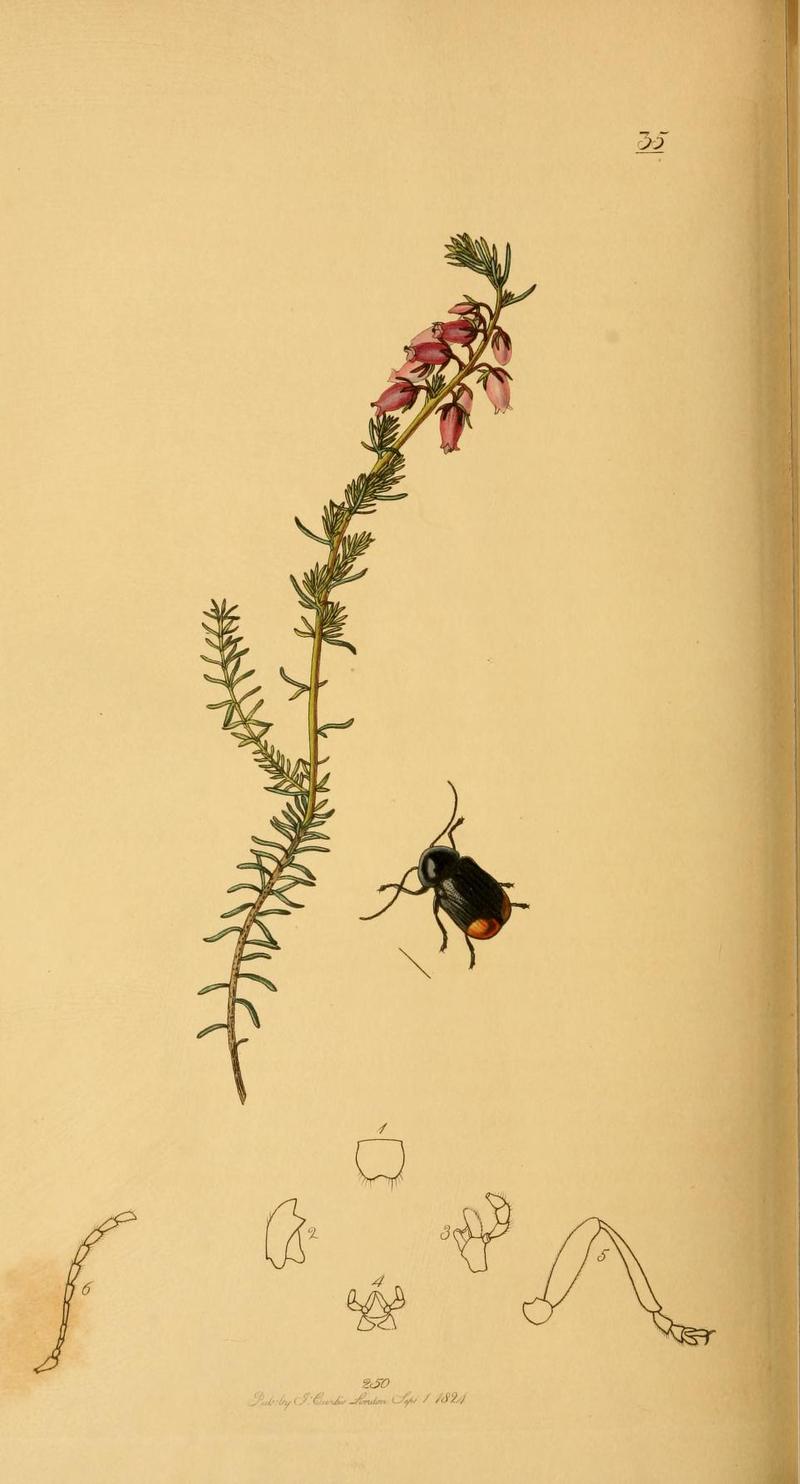 Britishentomologyvolume2Plate35