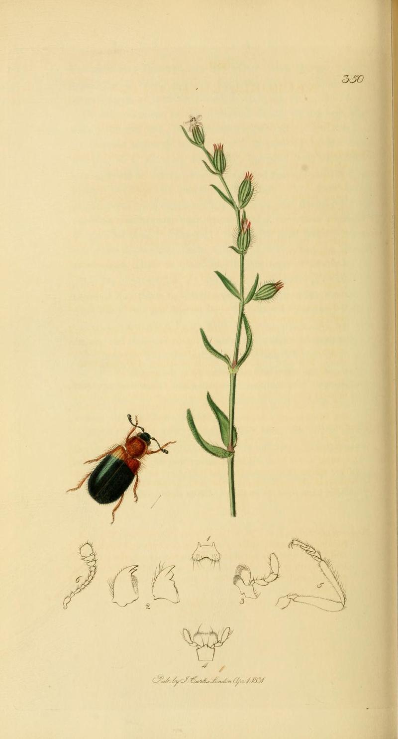 Britishentomologyvolume2Plate350