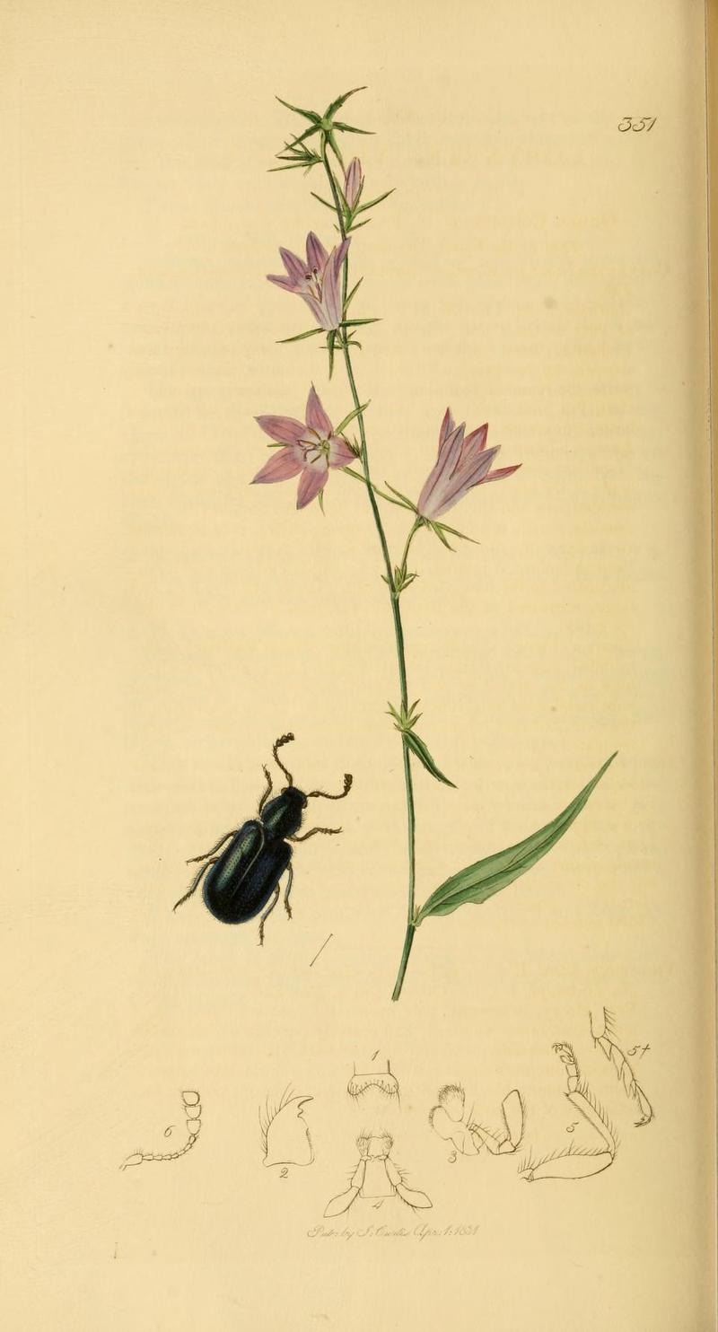 Britishentomologyvolume2Plate351