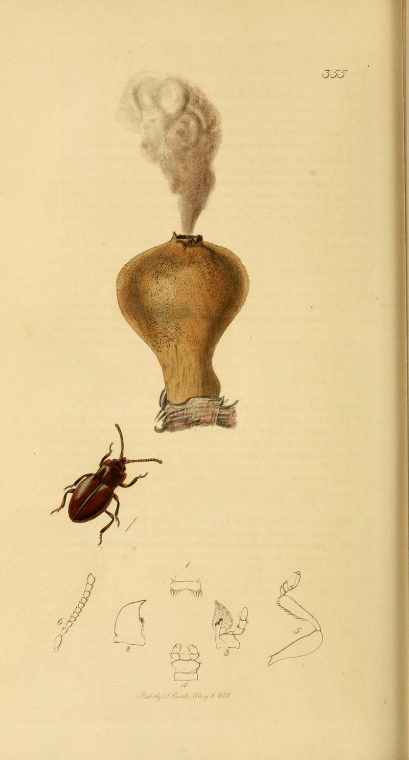 Britishentomologyvolume2Plate355