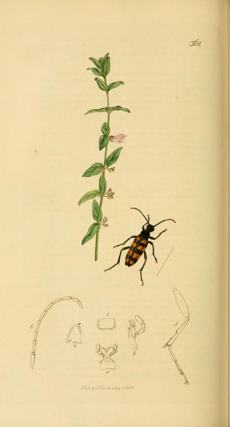 Britishentomologyvolume2Plate362
