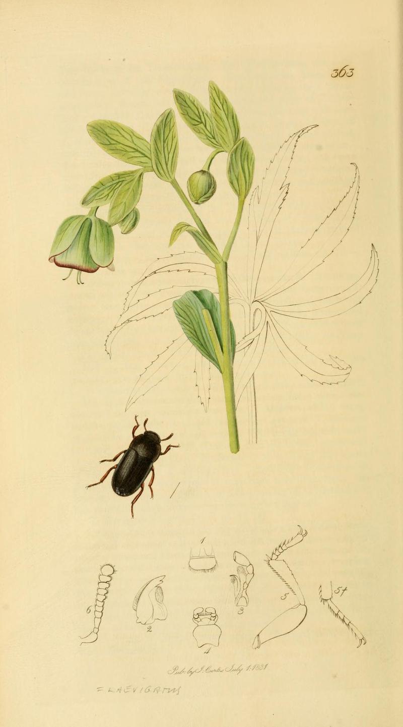 Britishentomologyvolume2Plate363