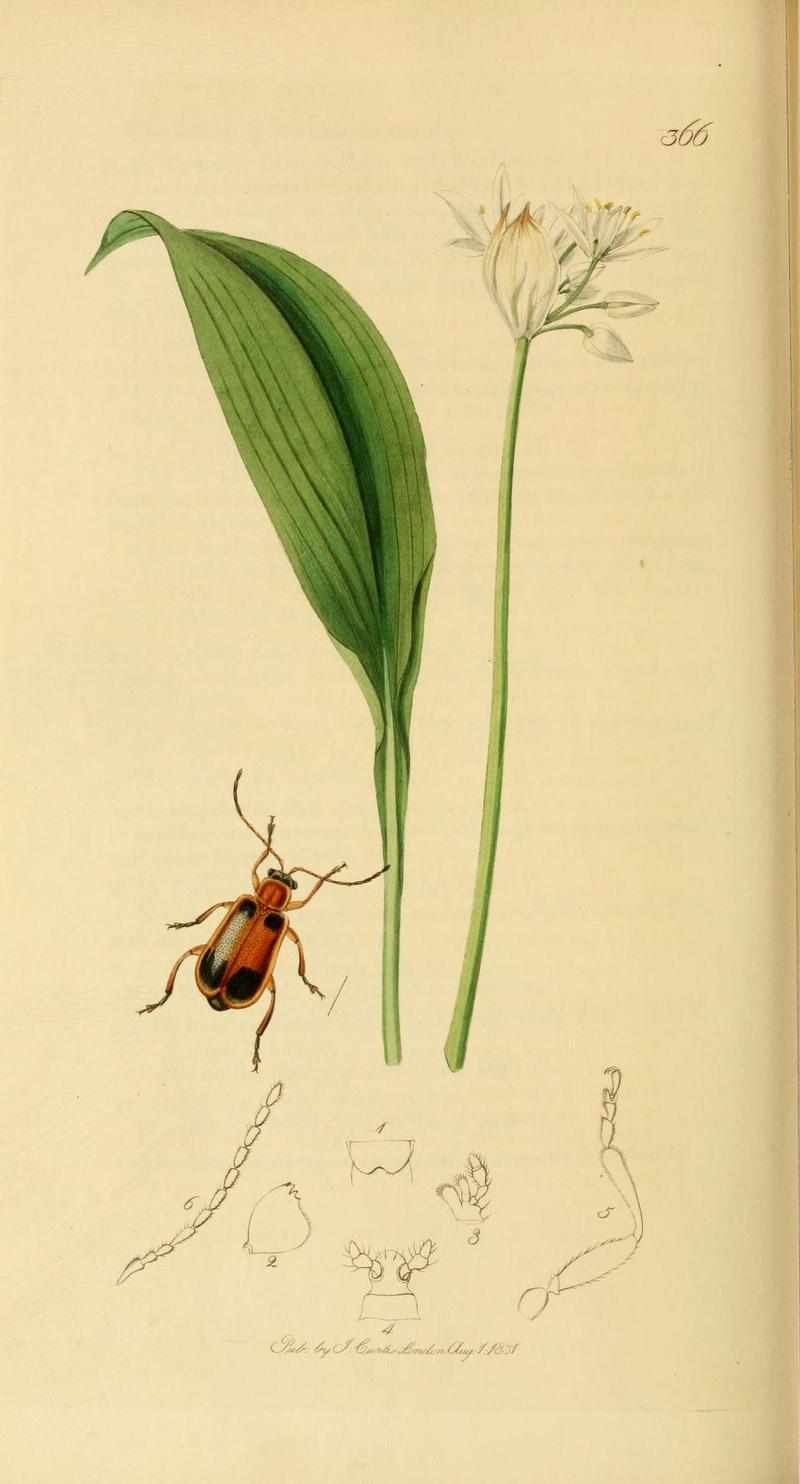 Britishentomologyvolume2Plate366