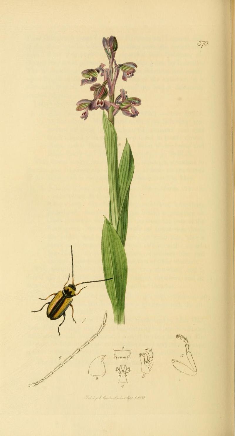 Britishentomologyvolume2Plate370