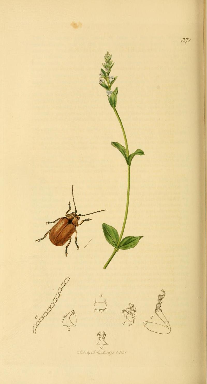 Britishentomologyvolume2Plate371