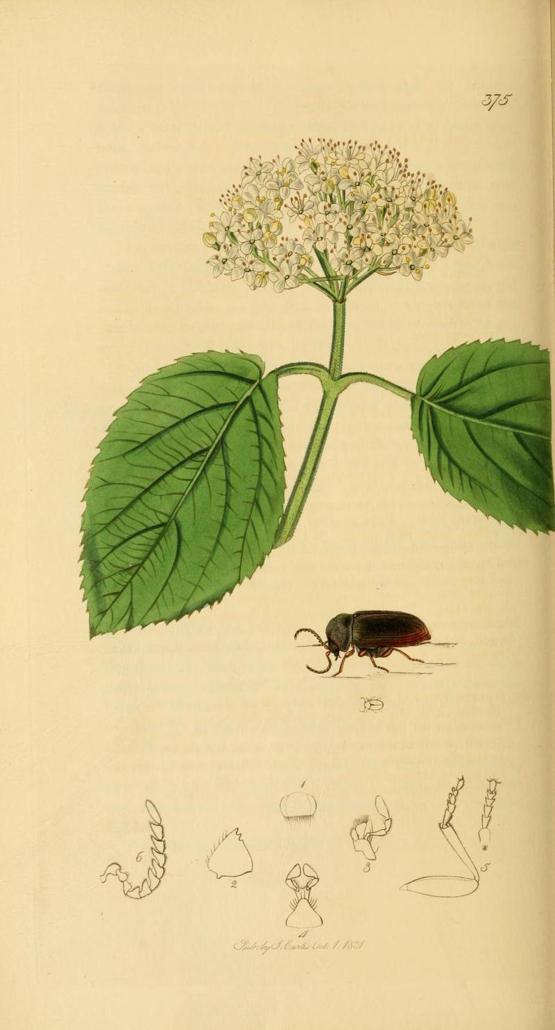 Britishentomologyvolume2Plate375