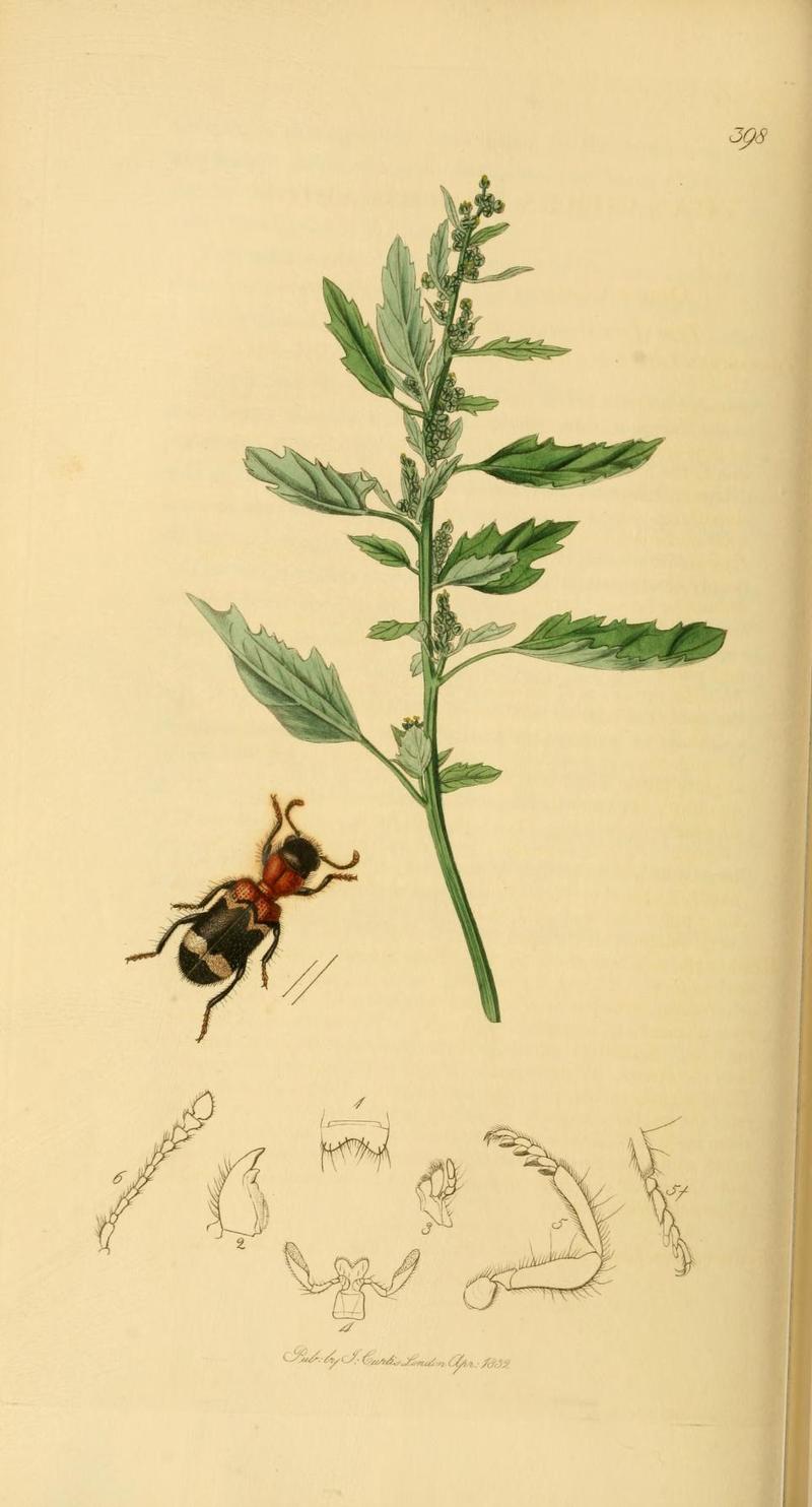 Britishentomologyvolume2Plate398