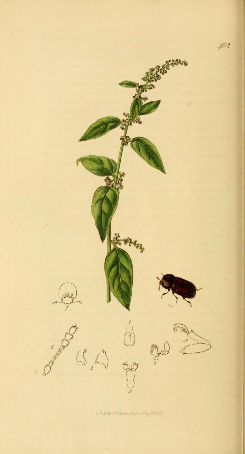 Britishentomologyvolume2Plate402
