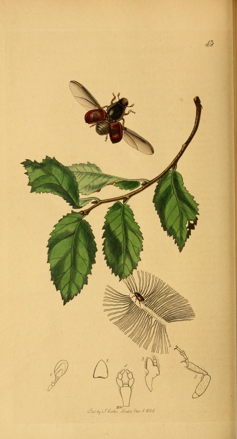 Britishentomologyvolume2Plate43