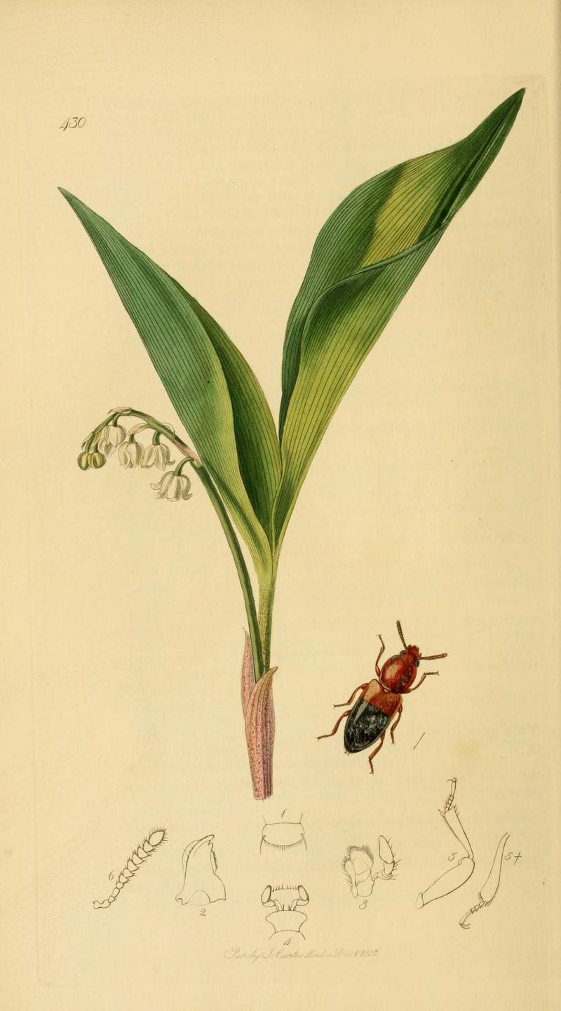 Britishentomologyvolume2Plate430