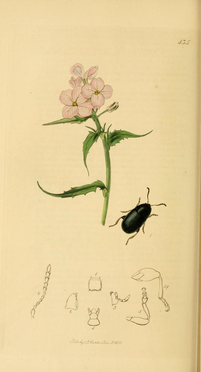 Britishentomologyvolume2Plate435