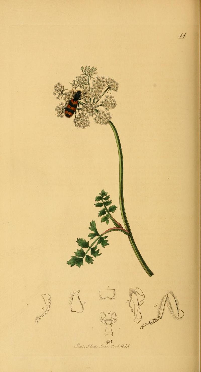 Britishentomologyvolume2Plate44