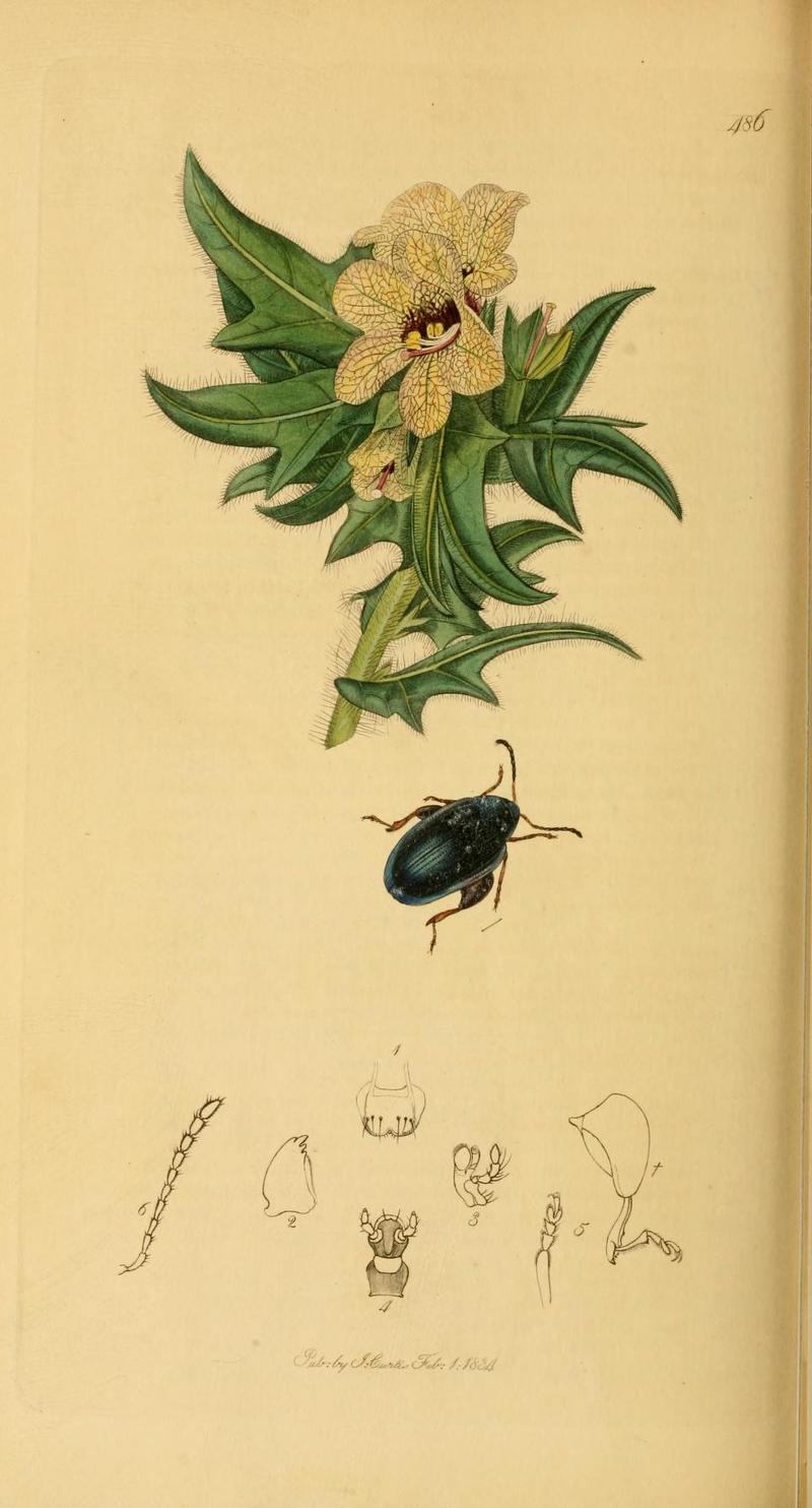 Britishentomologyvolume2Plate486