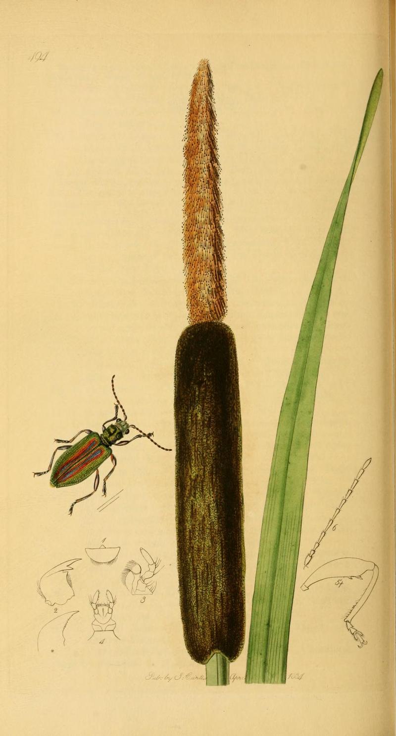 Britishentomologyvolume2Plate494