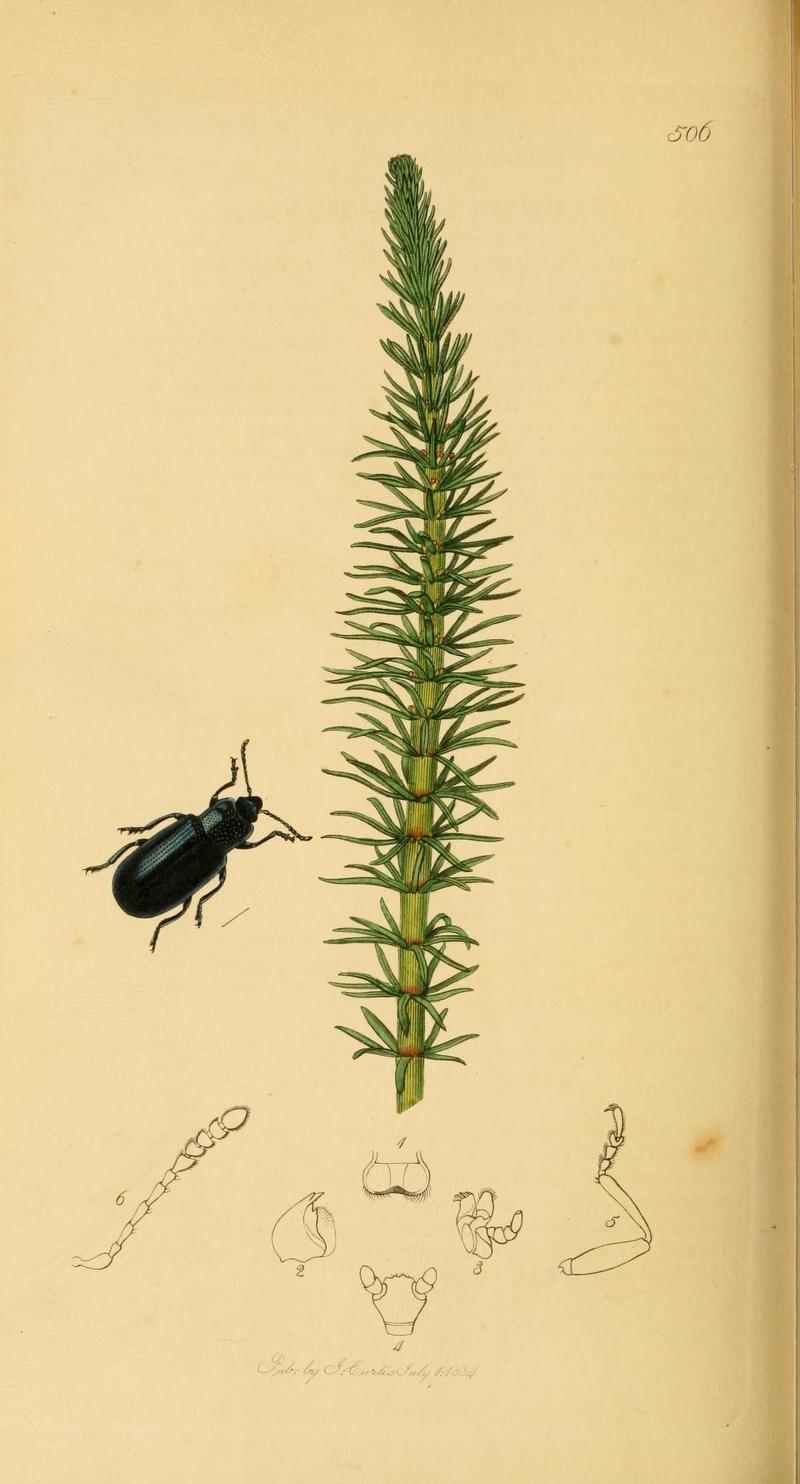 Britishentomologyvolume2Plate506
