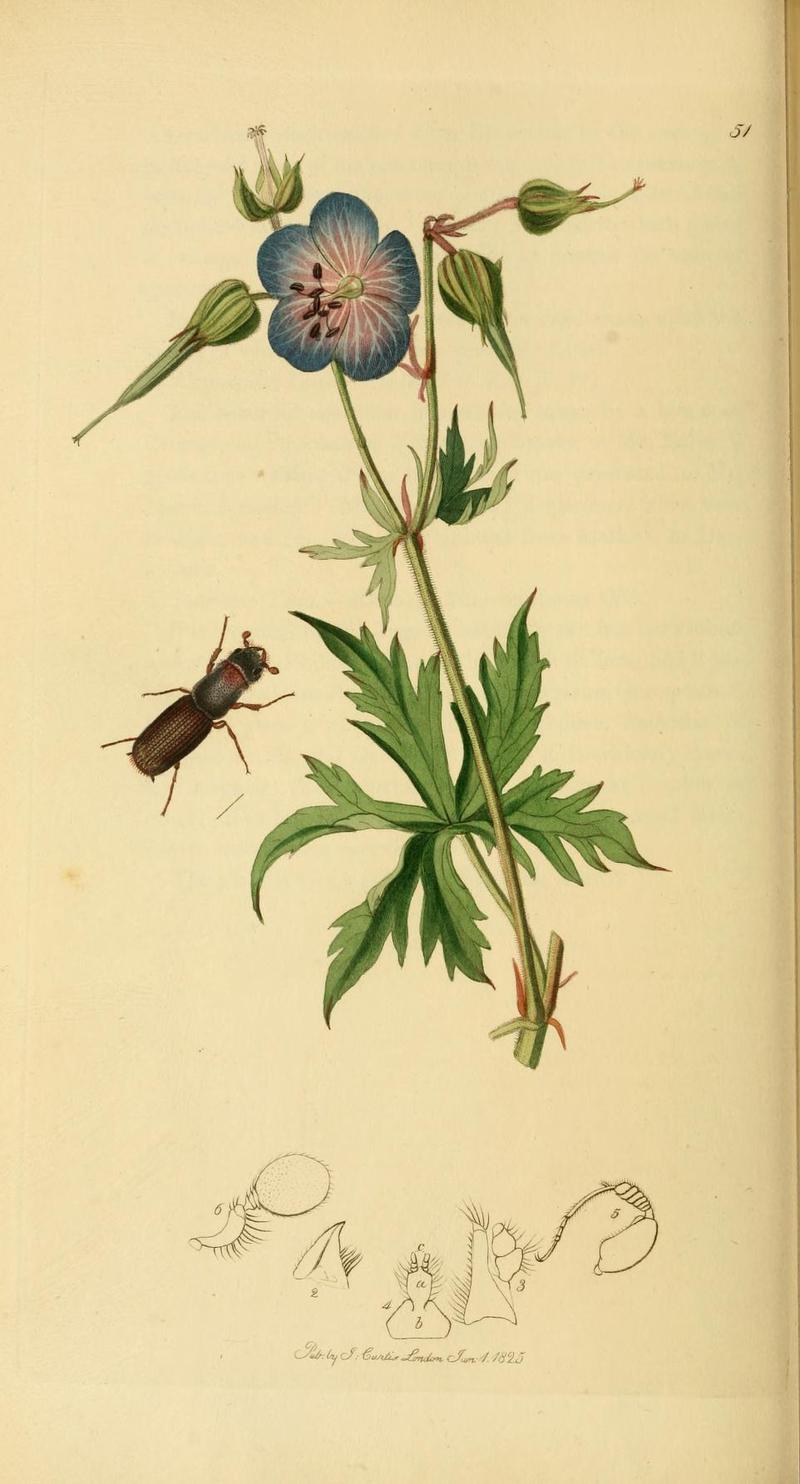 Britishentomologyvolume2Plate51