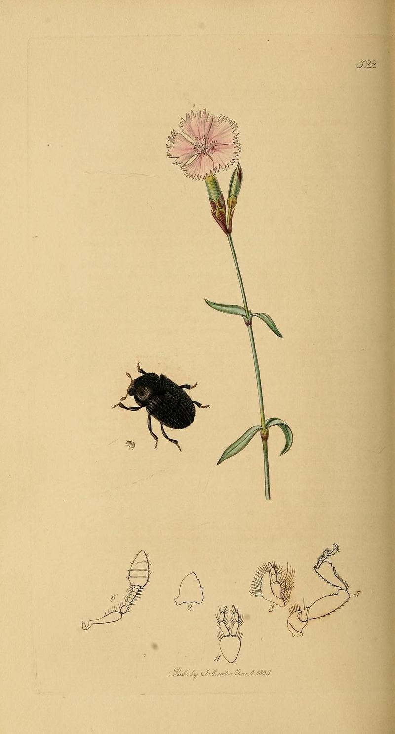 Britishentomologyvolume2Plate522