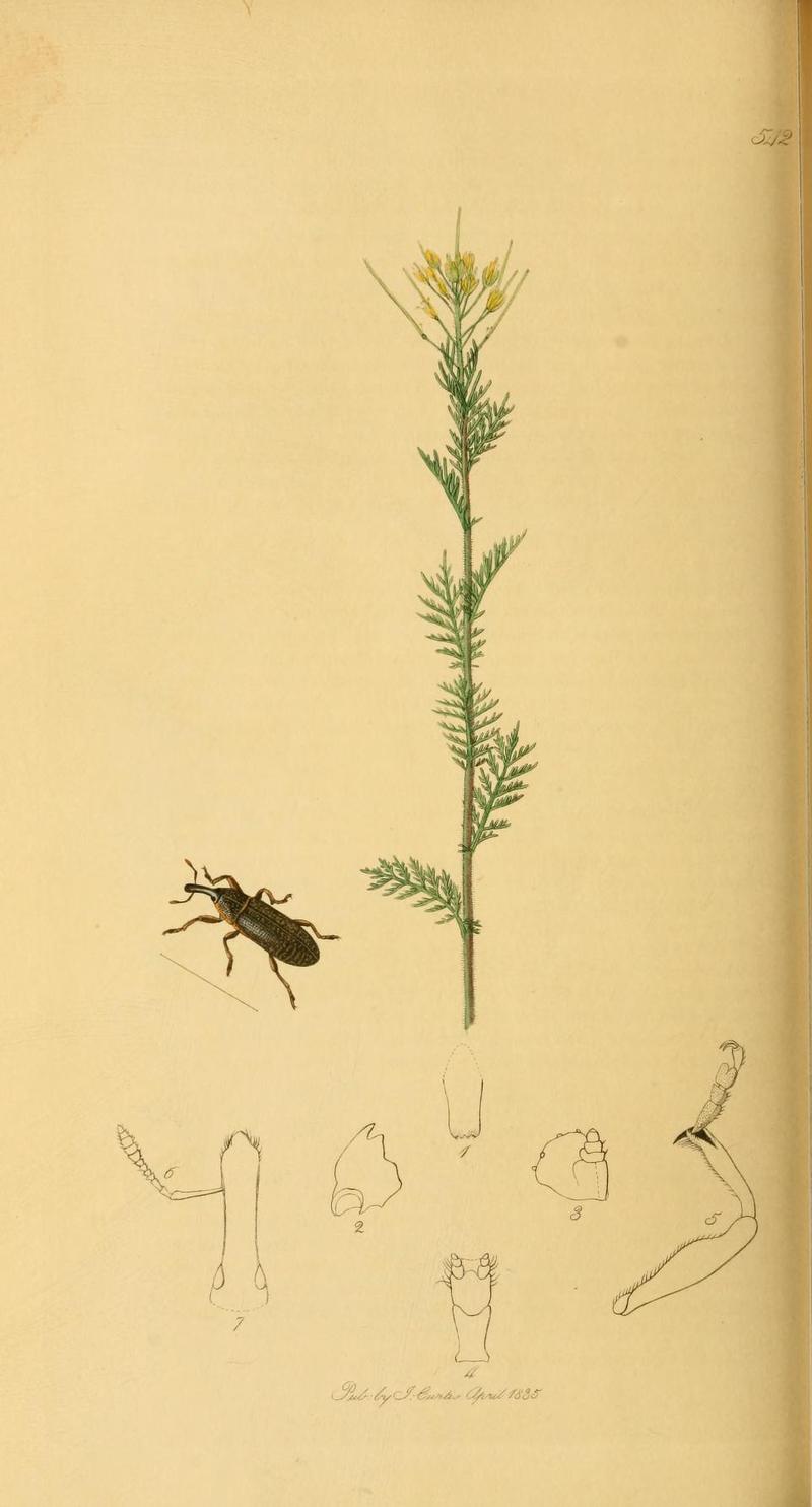 Britishentomologyvolume2Plate542