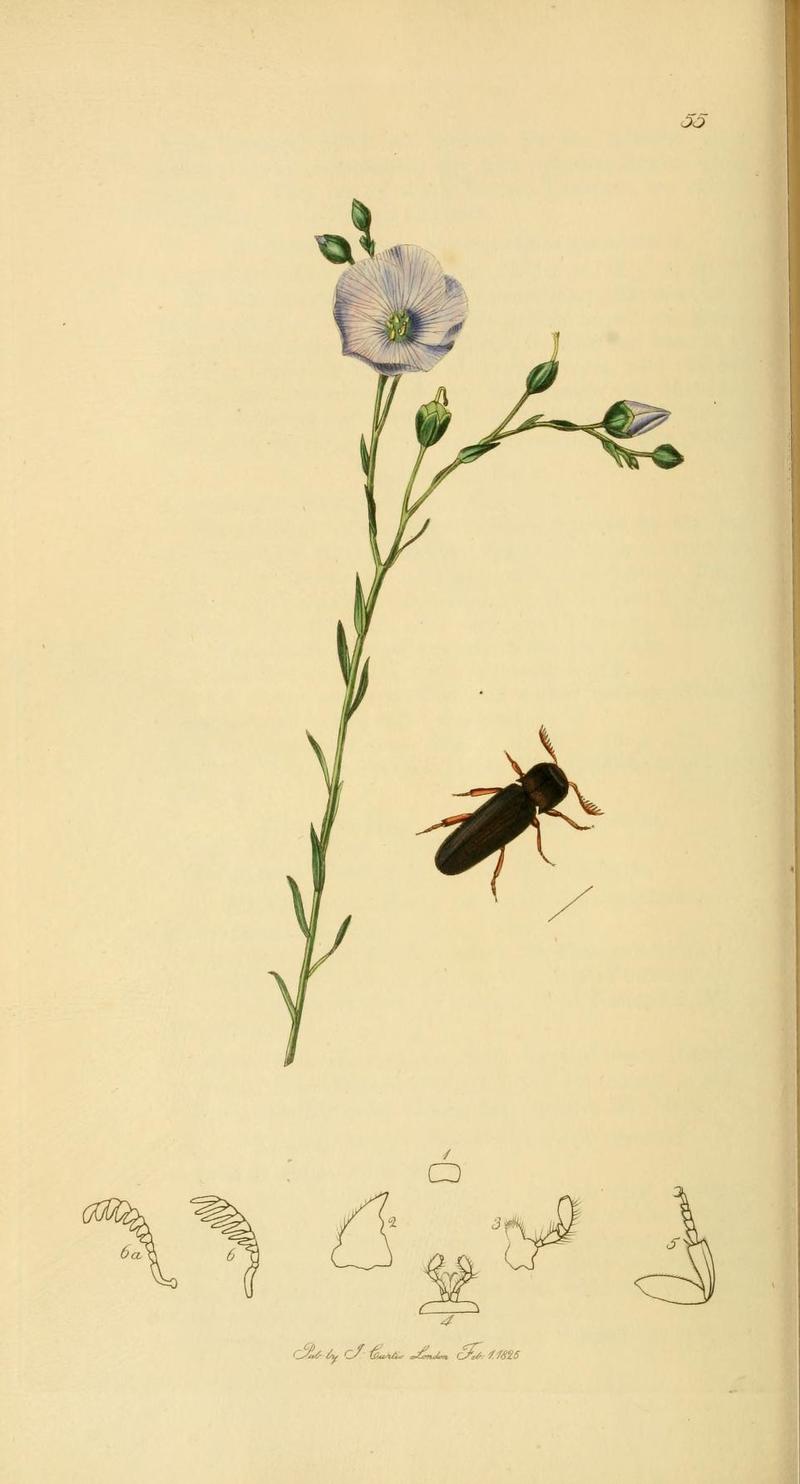 Britishentomologyvolume2Plate55