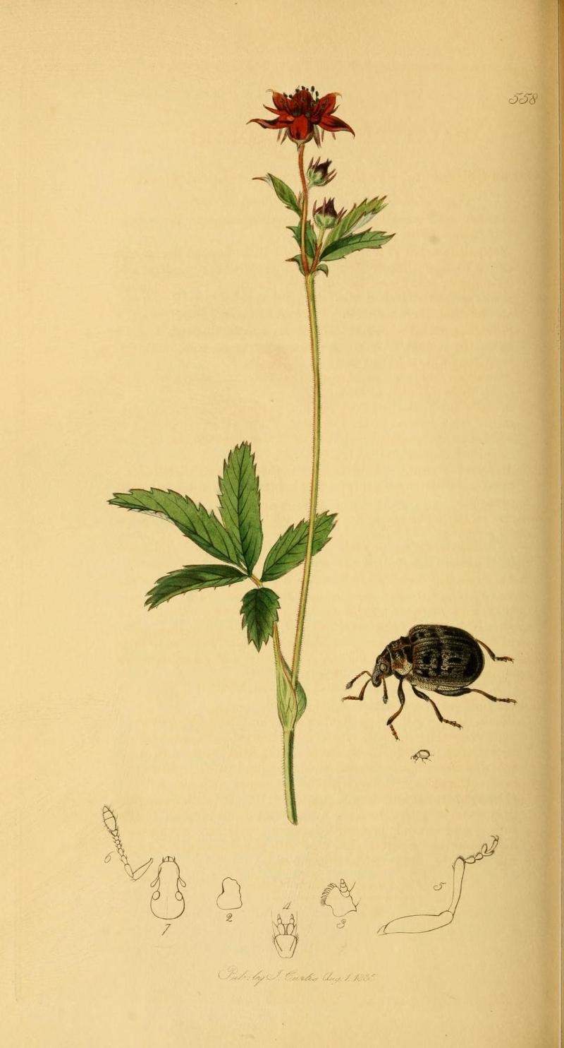 Britishentomologyvolume2Plate558