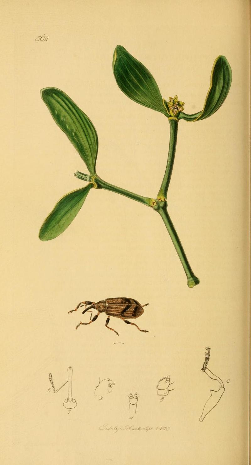 Britishentomologyvolume2Plate562