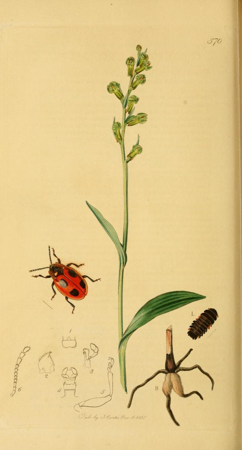 Britishentomologyvolume2Plate570