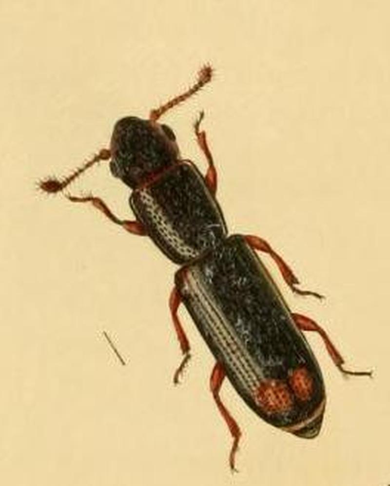 Britishentomologyvolume2Plate579-detail