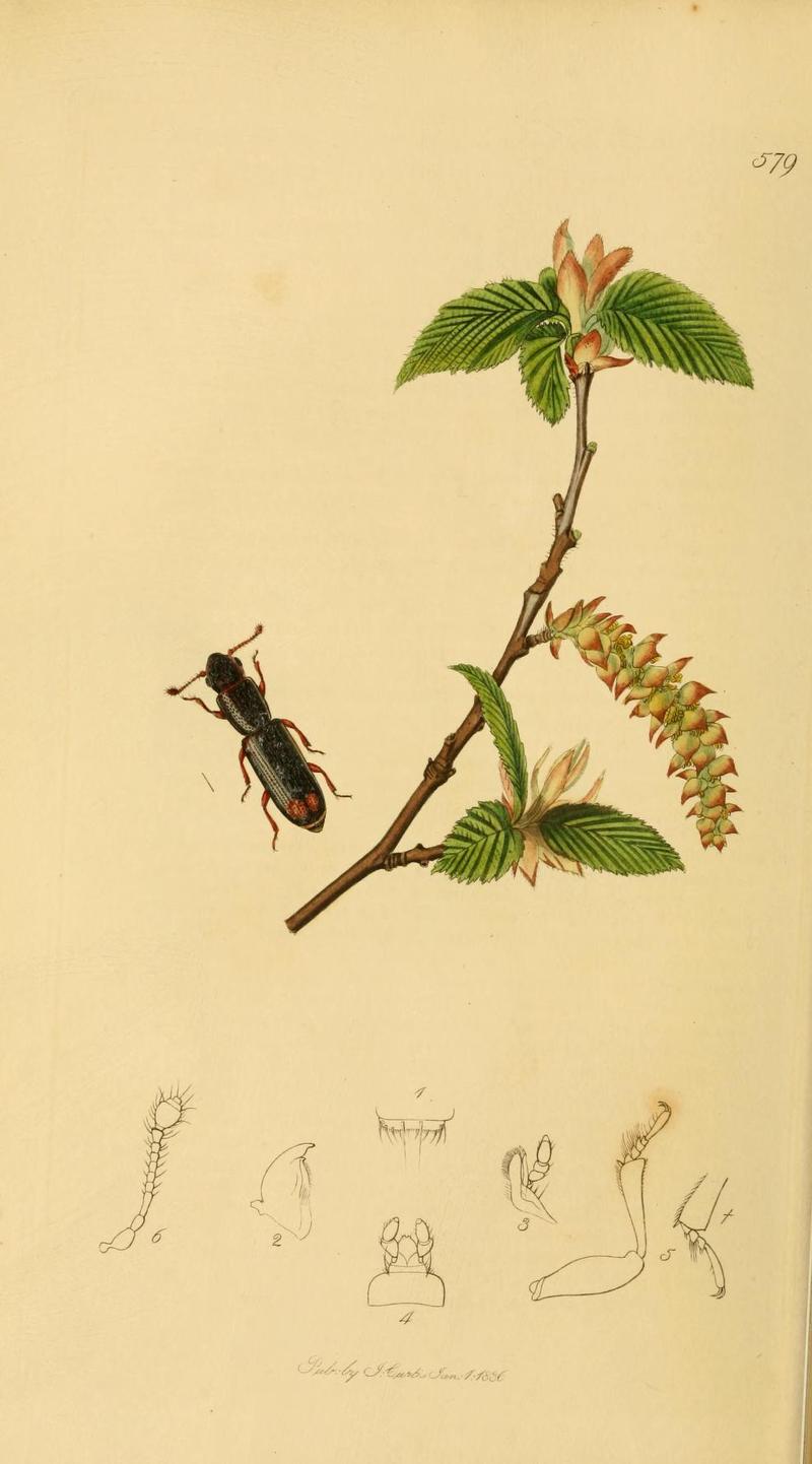 An illustration from British Entomology by John Curtis Coleoptera Rhizophagus bipustulatus