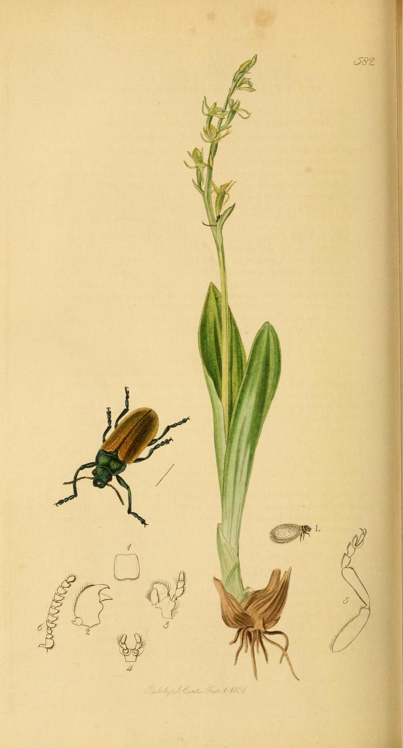 Britishentomologyvolume2Plate582