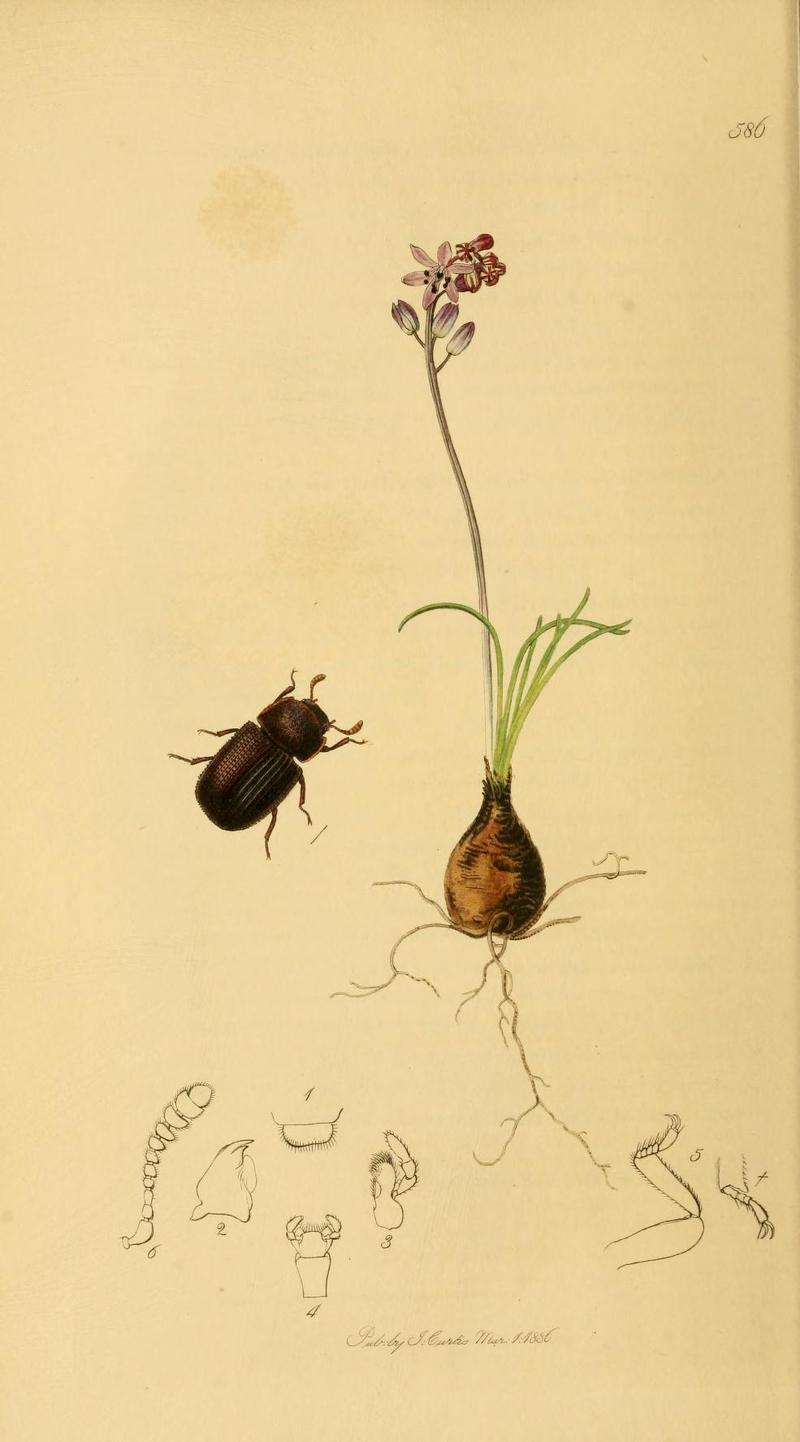 Britishentomologyvolume2Plate586