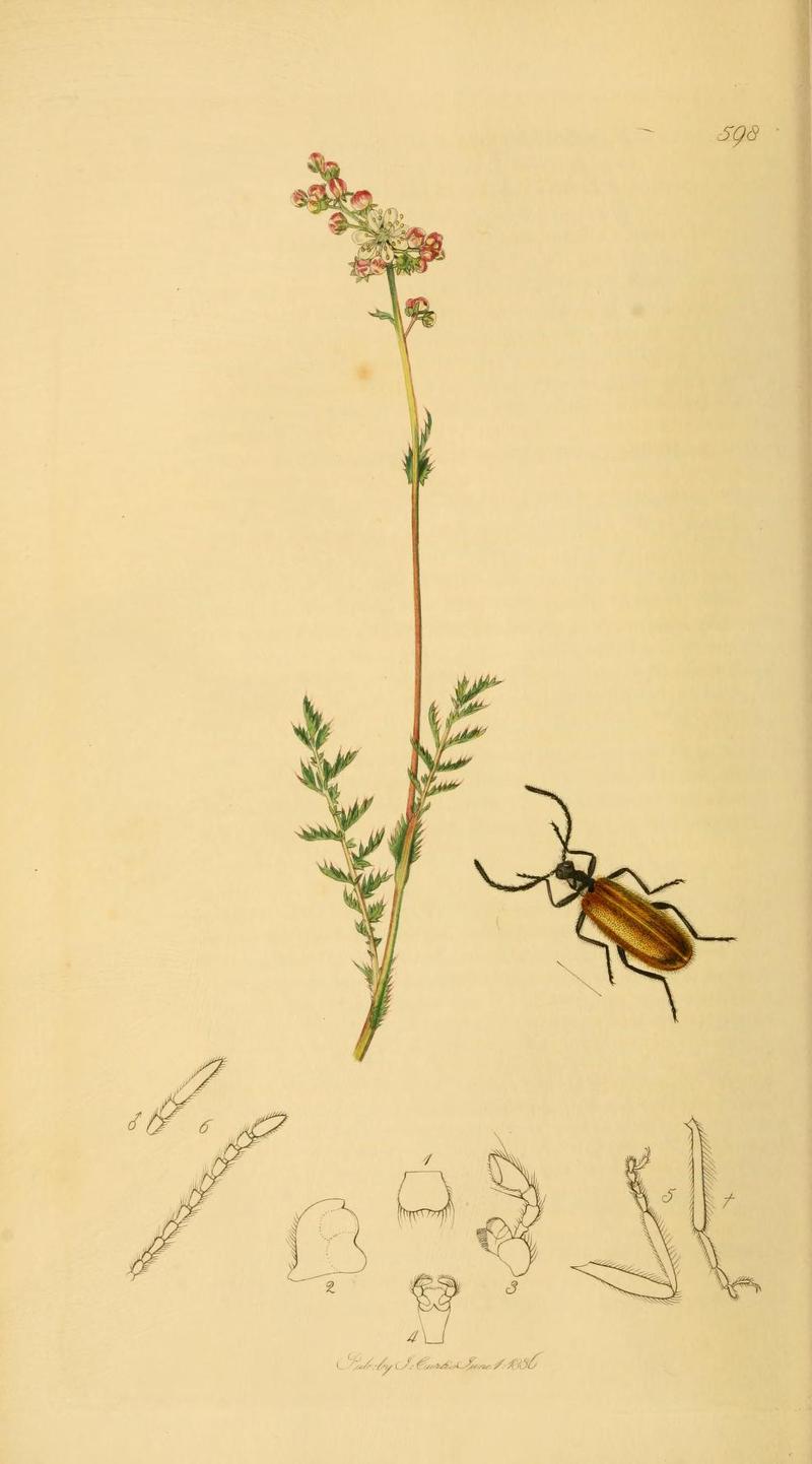 An illustration from British Entomology by John Curtis Coleoptera Lagria hirta