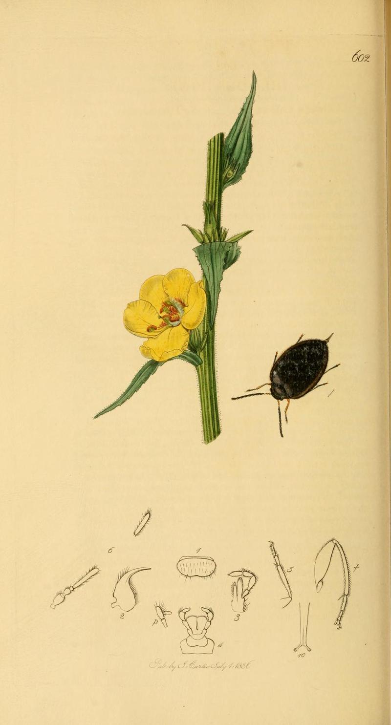 Britishentomologyvolume2Plate602