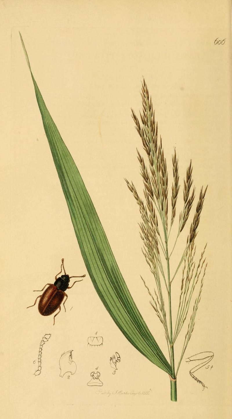 Britishentomologyvolume2Plate606