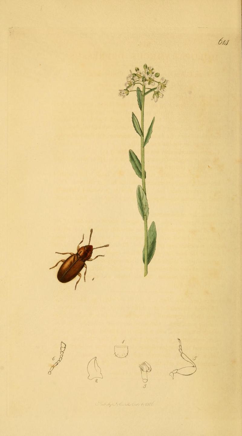 Britishentomologyvolume2Plate614