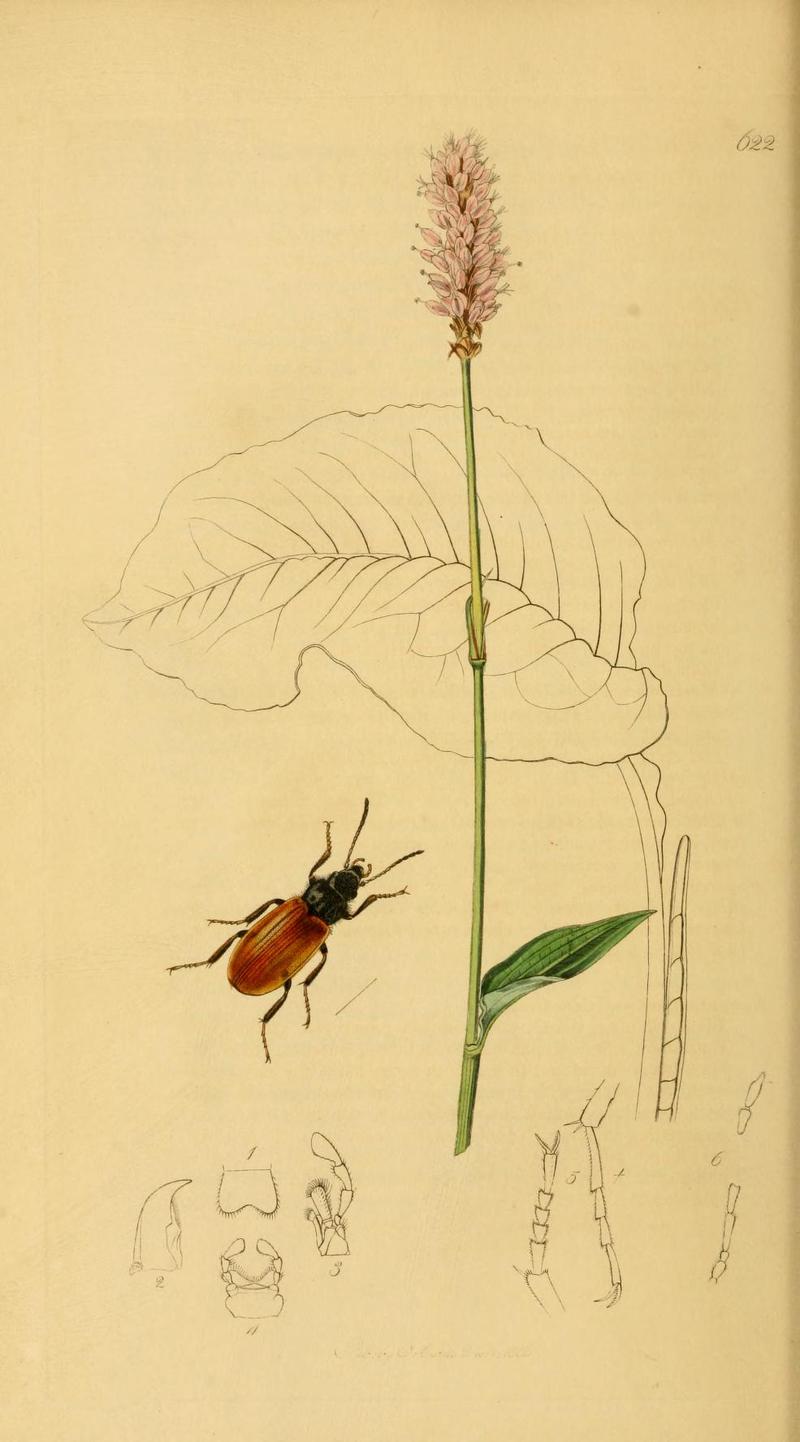 Britishentomologyvolume2Plate622