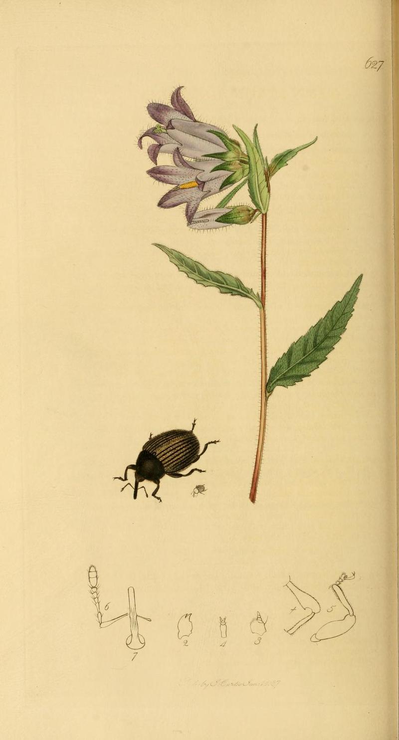 Britishentomologyvolume2Plate627