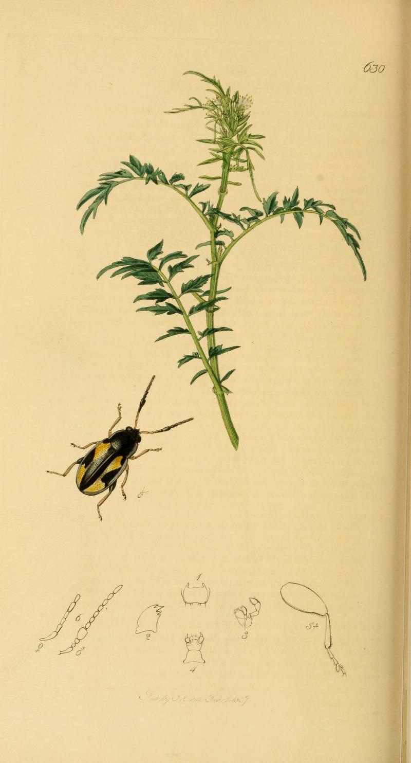 Britishentomologyvolume2Plate630