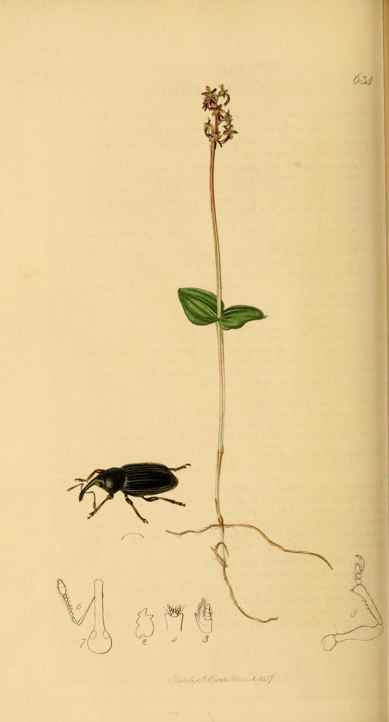 Britishentomologyvolume2Plate634