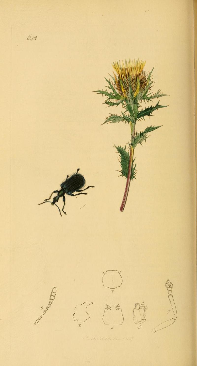 An illustration from British Entomology by John Curtis Coleoptera Rhynchites similis cf Rhynchites olivaceus