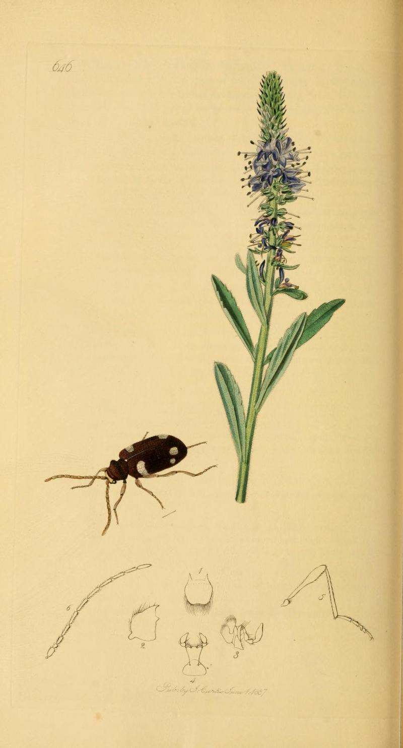 Britishentomologyvolume2Plate646