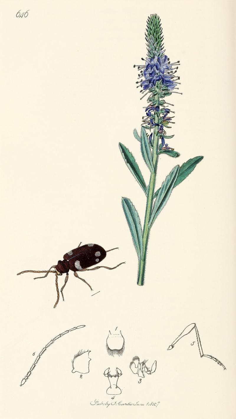 Britishentomologyvolume2Plate646 retusche