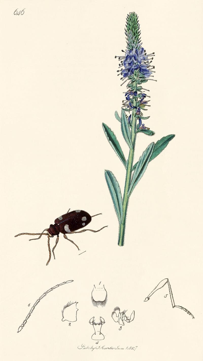 Britishentomologyvolume2Plate646 retusche 2