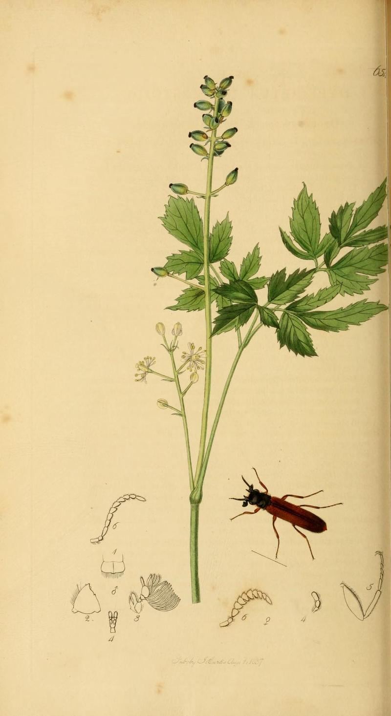 An illustration from British Entomology by John Curtis Coleoptera Hylecoetus dermestoides