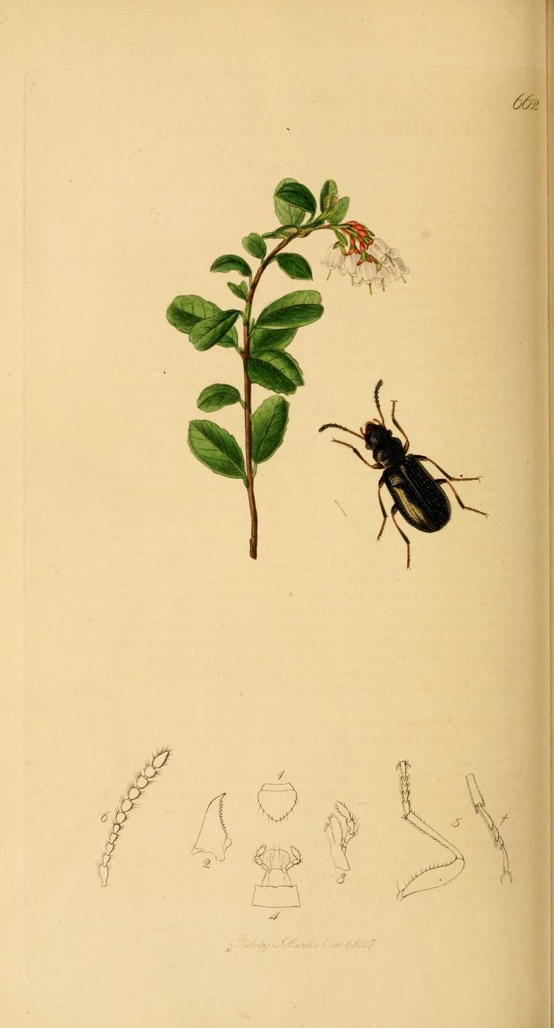 Britishentomologyvolume2Plate662